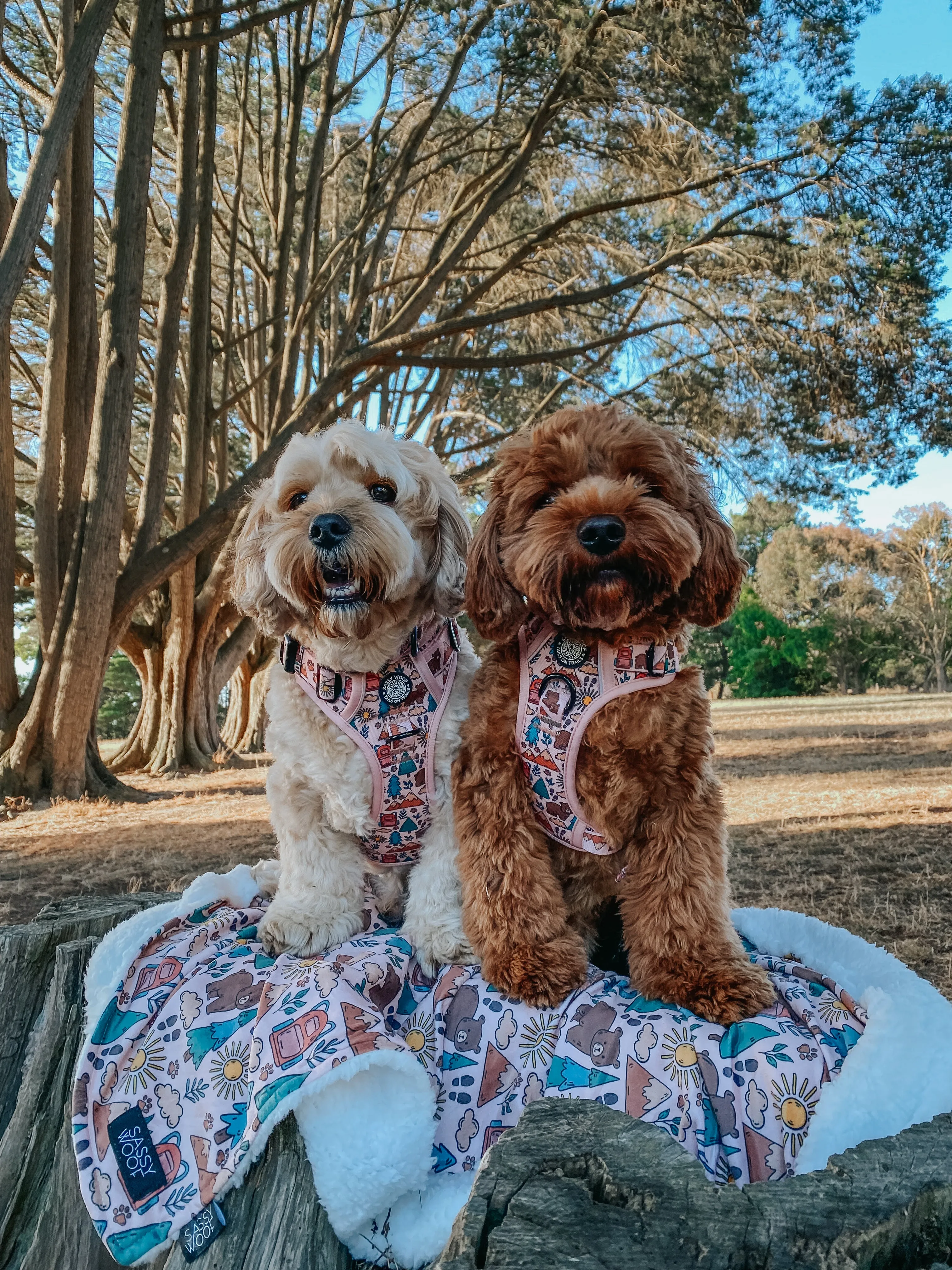 Dog Blanket - National Bark