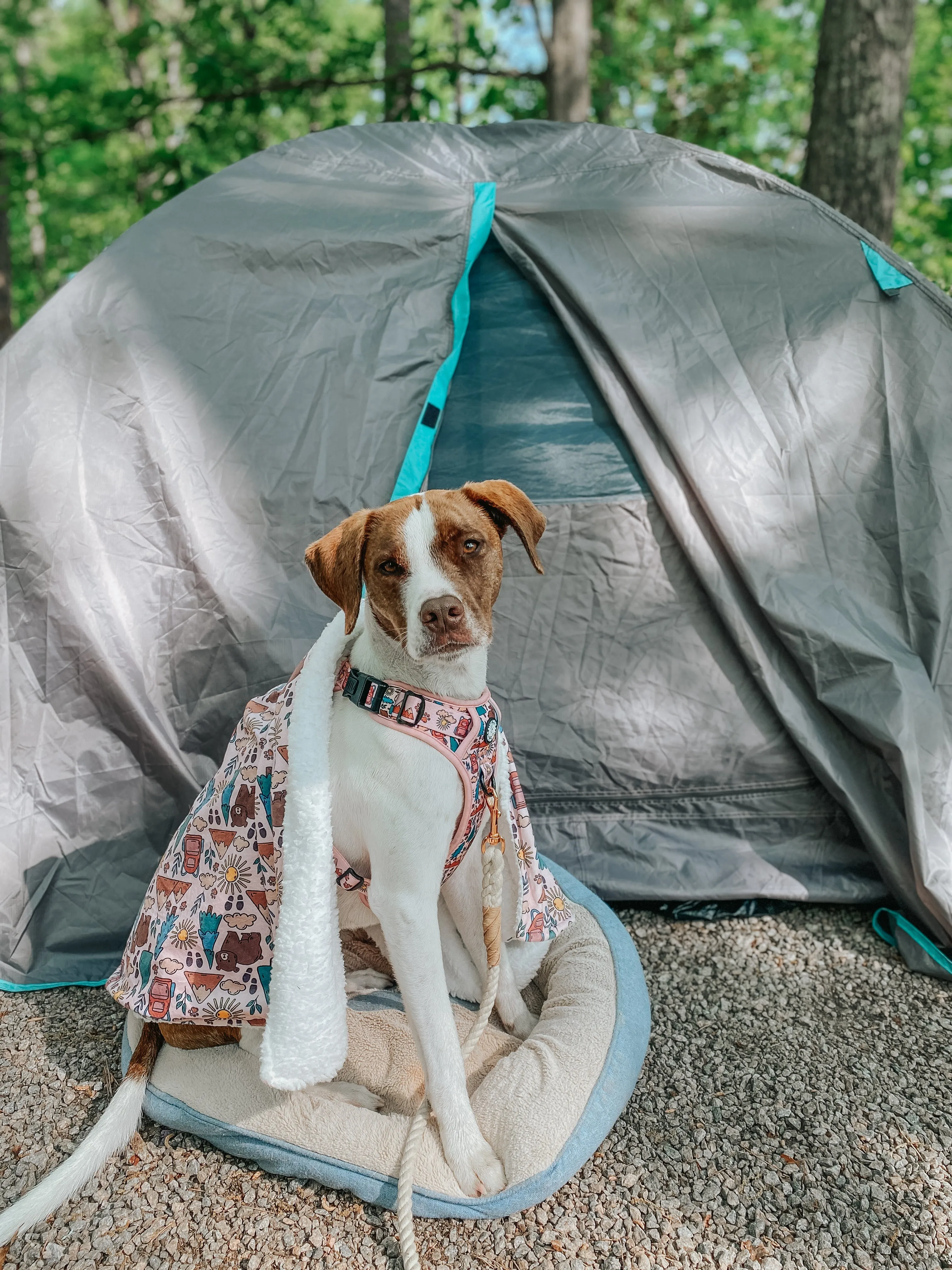 Dog Blanket - National Bark
